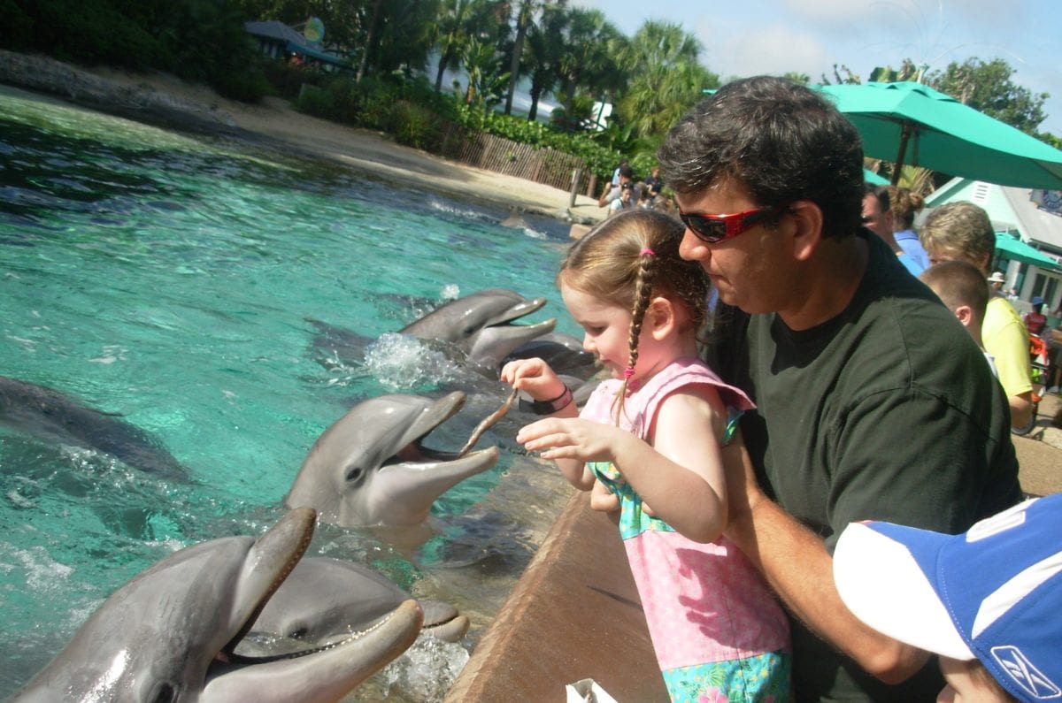 feeding dolphins at Sea World Orlando