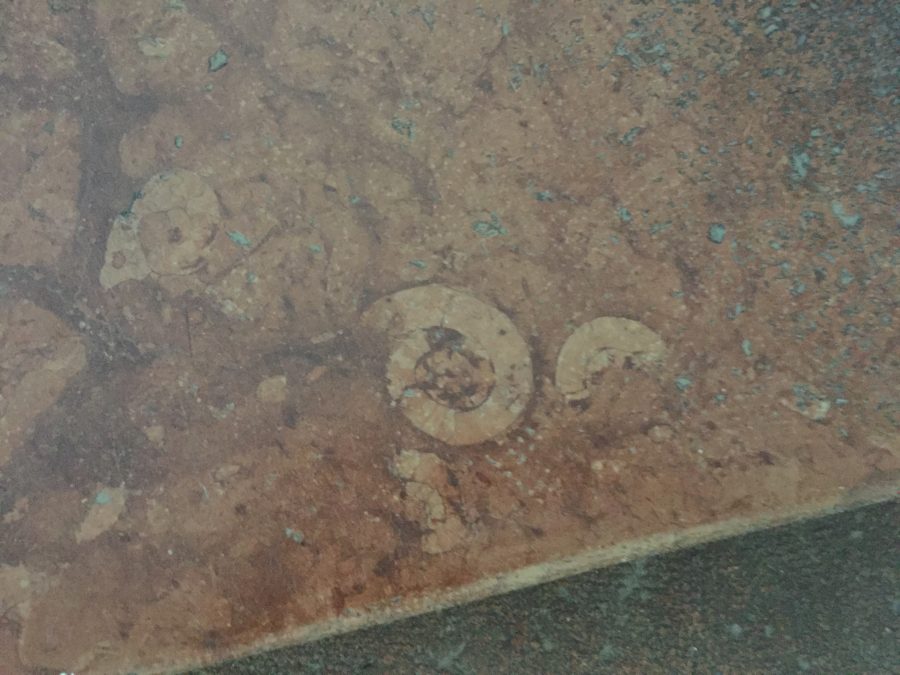 image of shell like fossil in orange marble stairs