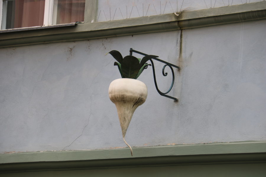 image of a white parsnip with green top hanging. Looking for them is fun thing to do in Prague