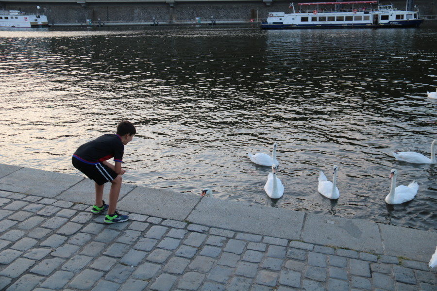 image of CJ looking at swans Prague itinerary day 2