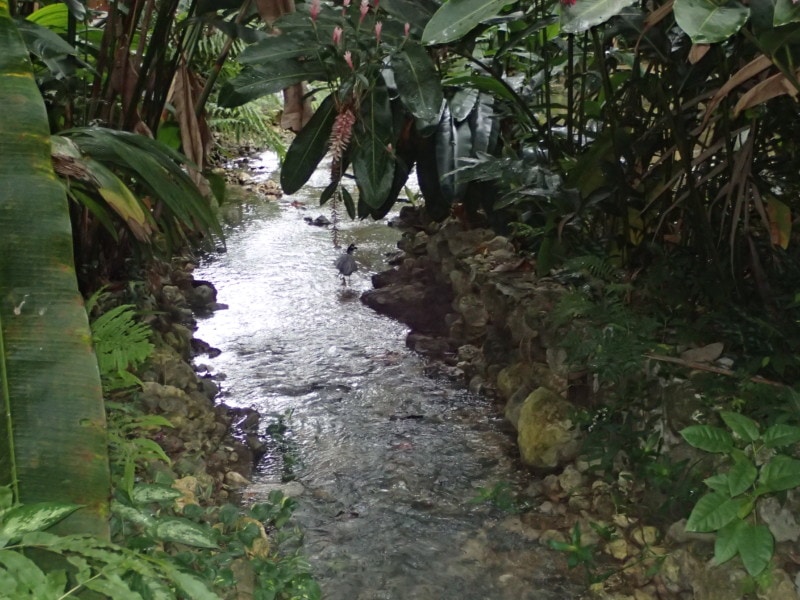 Konoko Falls flowing river in Jamaica Things to Do