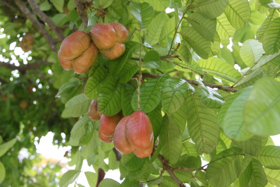 Three ackee fruit in tree at Jewel Runaway Bay