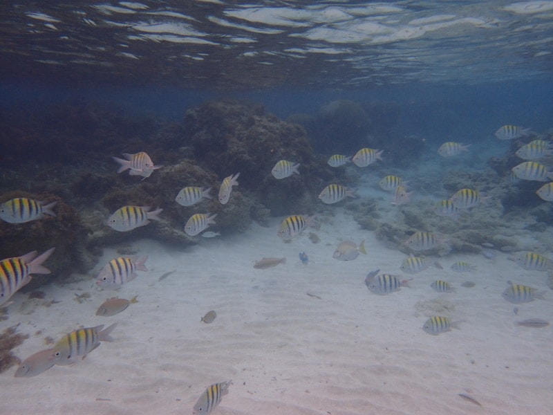 fish and coral underwater at Jewel Runaway Bay Jamaica