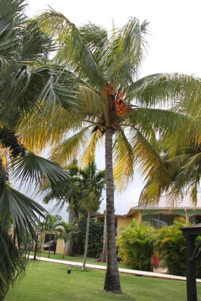 palm tree with orange coconuts
