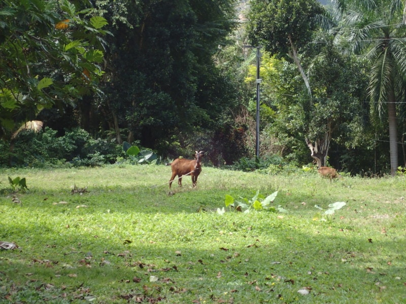 brown goat in field