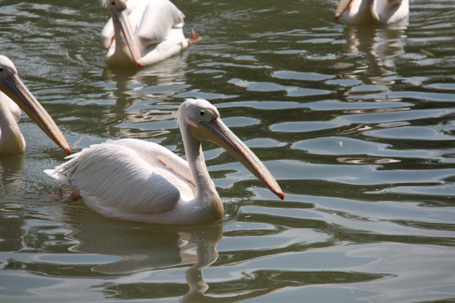 birds like pelicans swimming in lake at Basel Zoo