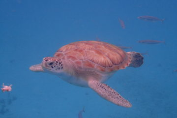 close up of sea turtle swimming in bright blue water