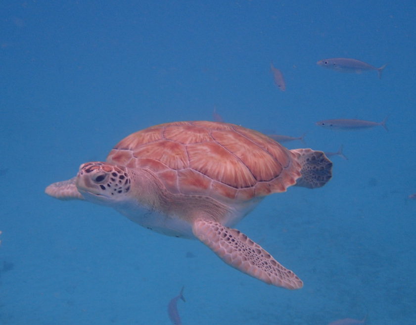 picture of Barbados sea turtle swimming with arms wide