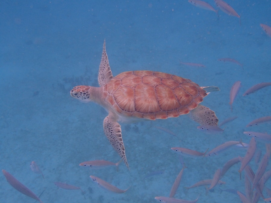 picture of sea turtle from above with fish around