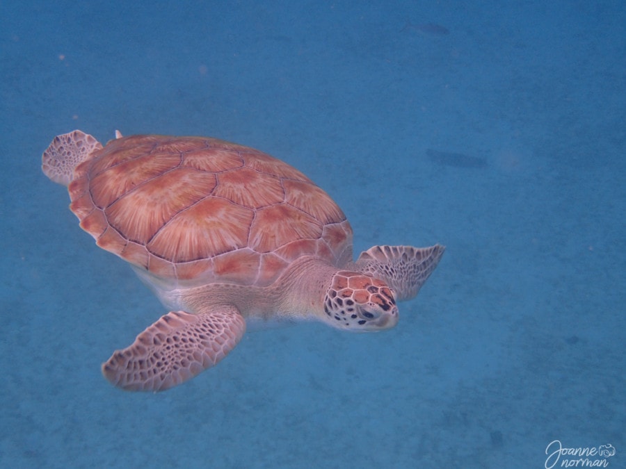 close up of sea turtle in blue water taken Barbados one day catamaran