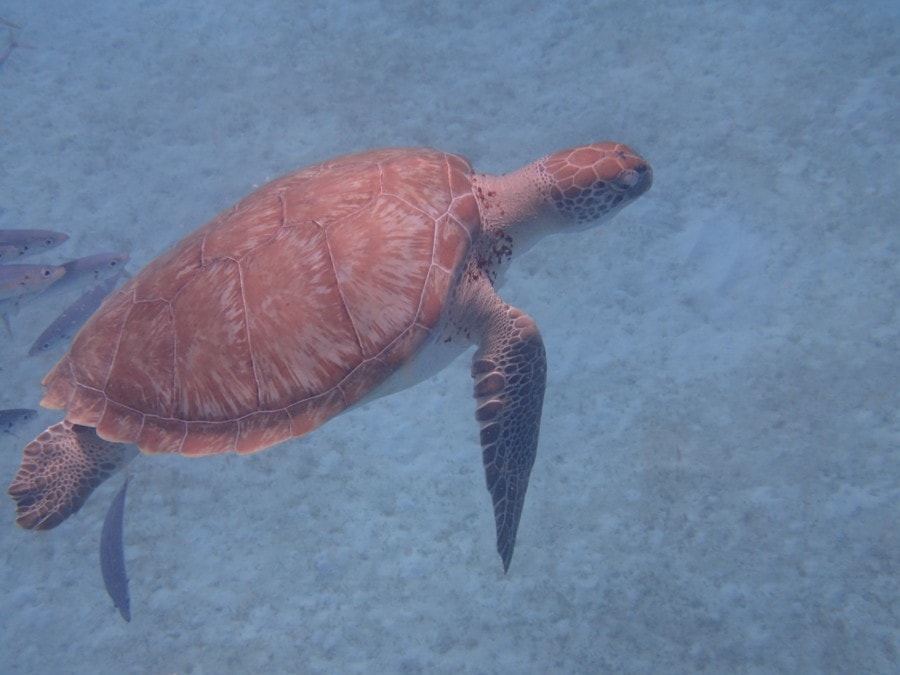 picture of Barbados sea turtle side view