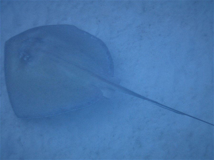 cloudy sea picture of Barbados stingray near bottom of sea