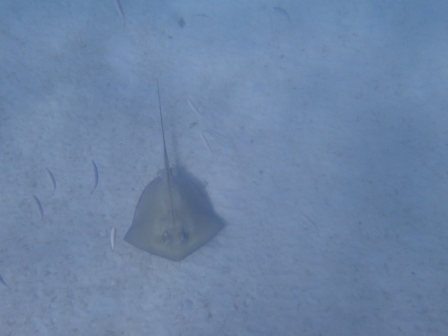 distant view of stingray near sea bottom picture of barbados
