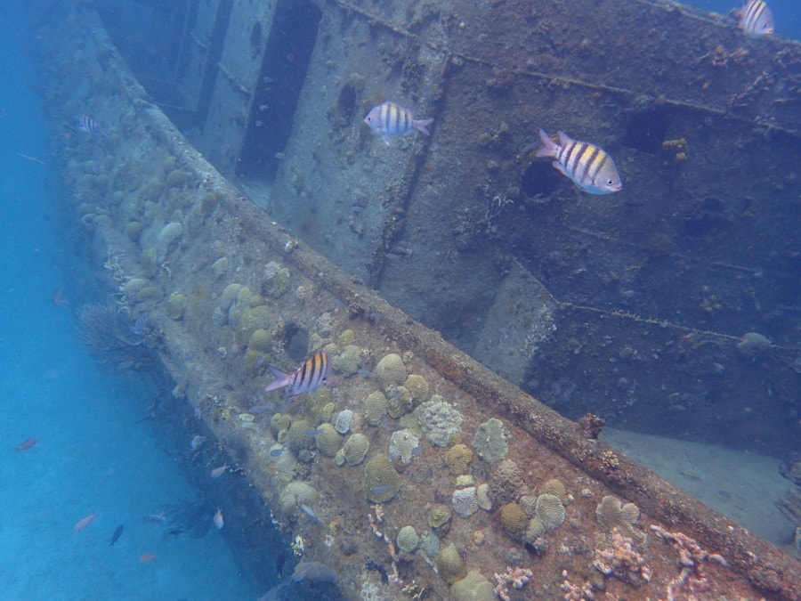 picture of barbados shipwreck with colourful fish