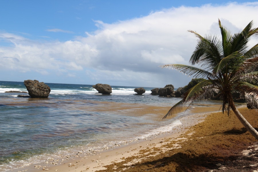 palm trees, rough beach and many massive rocks in the water is great picture of barbados