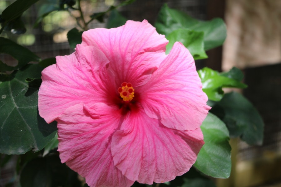 picture of Barbados large pink flower