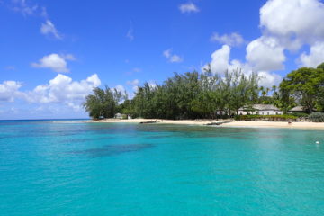 picture of Barbados beach and trees with Caribbean Sea