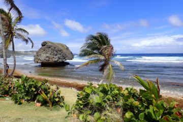 Bathsheba rocks and waves and blowing palm trees on Barbados excursion