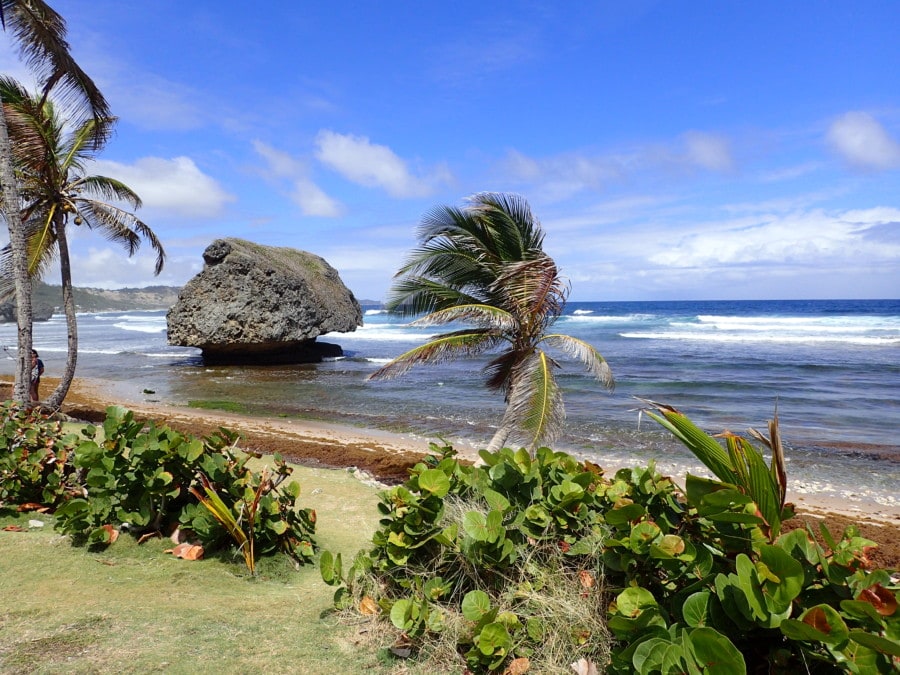 picture of Barbados with palm tree with large rock like mushroom and greenery and beach