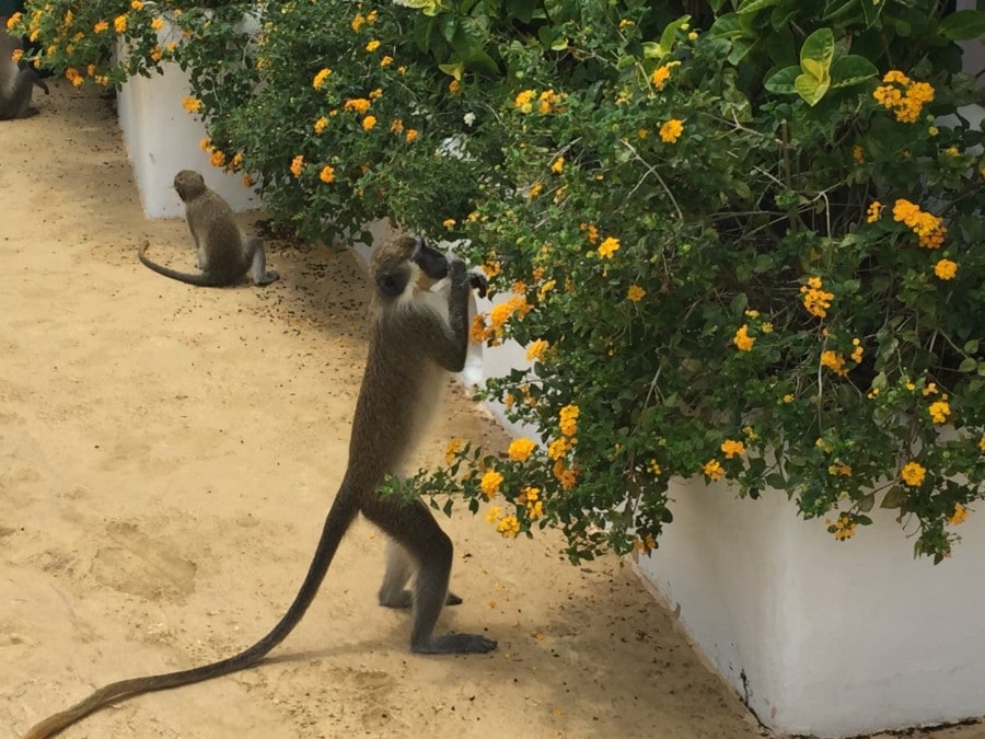 monkeys eating yellow flowers from bushes is great thing to see in Barbados