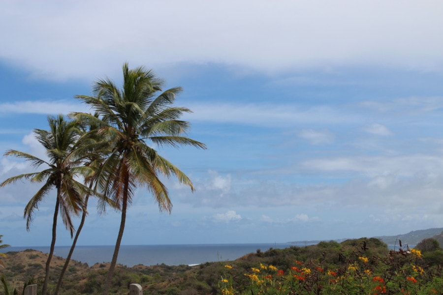 Palm tree with greenery and ocean view is great picture of Barbados