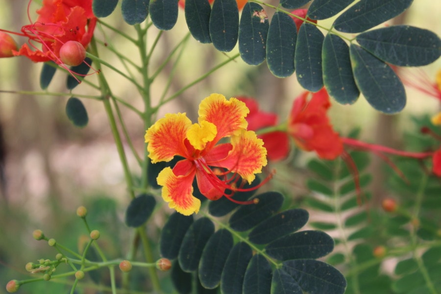 picture of Barbados flowers of yellow and orange