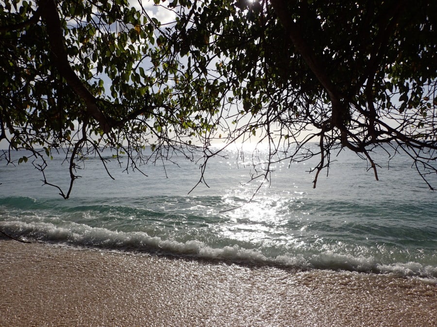 picture of Barbados with tree hanging over water and soft beach