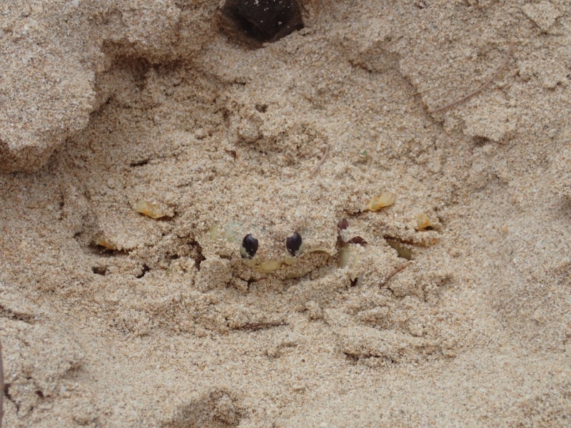 crab on Barbados beach hidden in sand with eyes showing