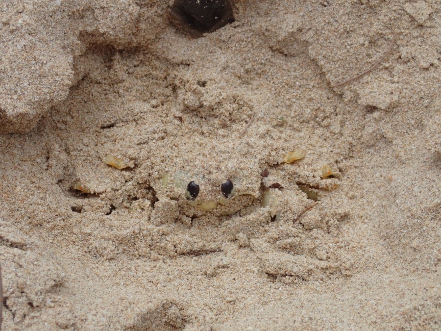 picture of Barbados sand with two black dots