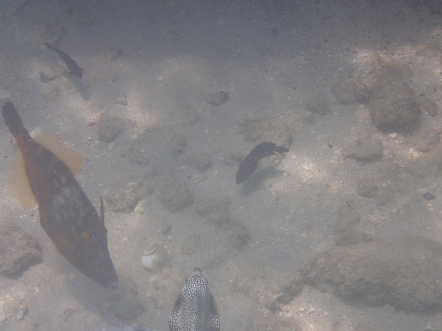 Different size fish swimming along bottom of bay is Barbados attraction