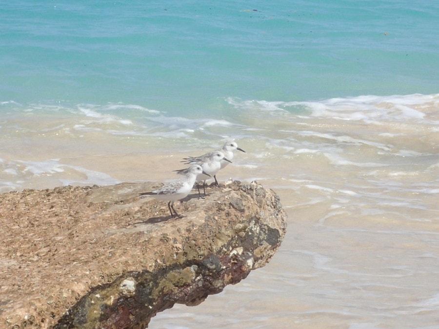 picture of Barbados three white birds sitting on rock in ocean