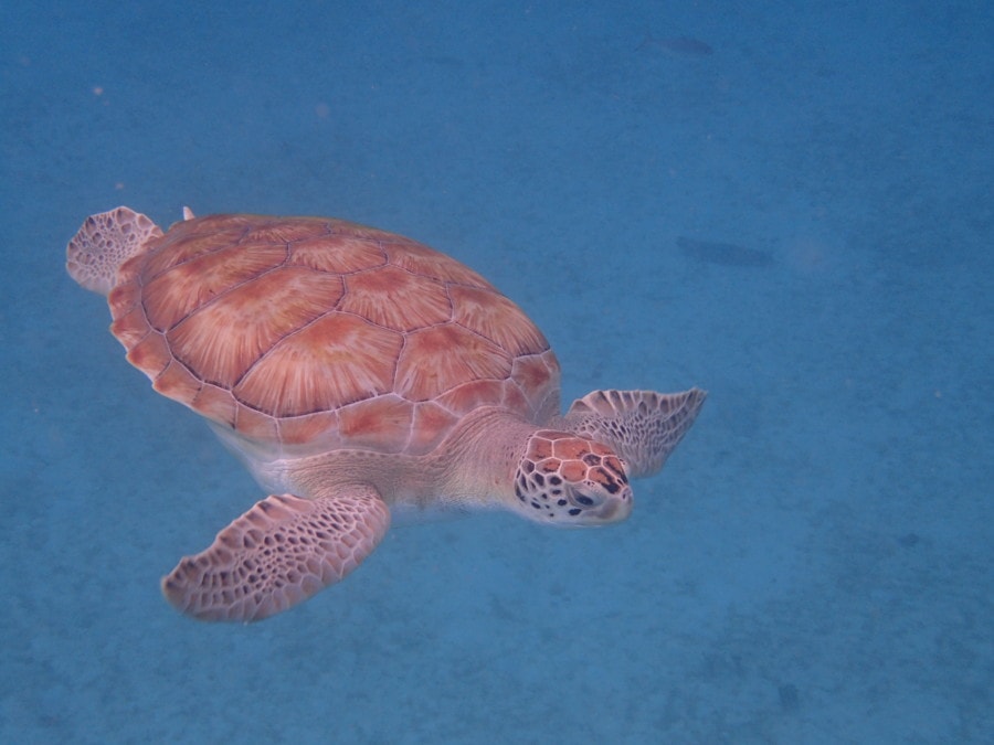 sea turtle in bright blue sea