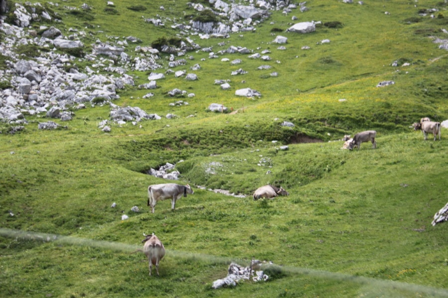 cows grazing on green Mount Pilatus hill