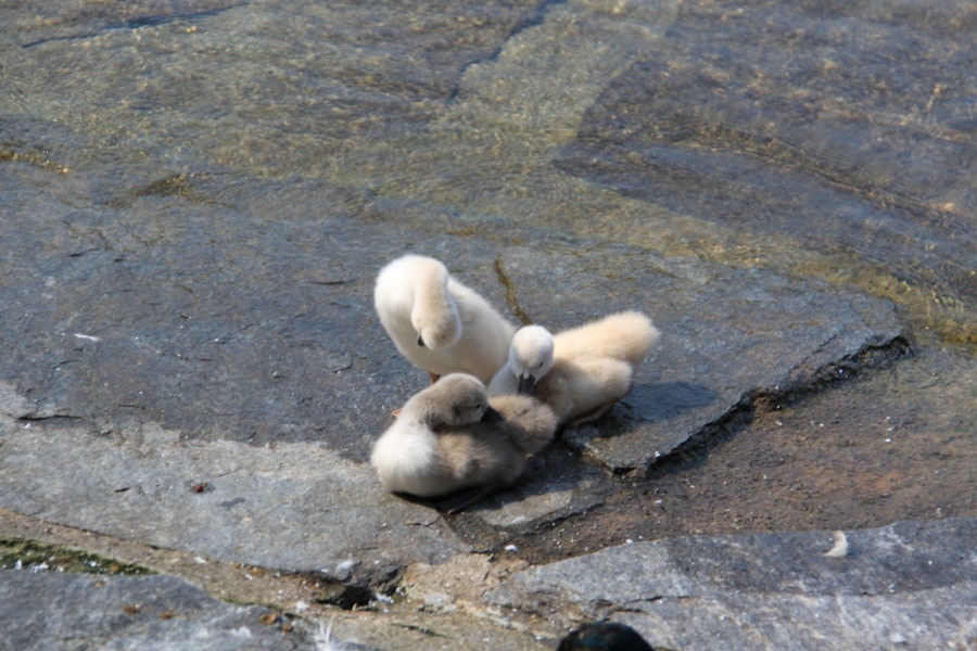 three baby fluffy swans preening themselves on a rock on the edge of the water