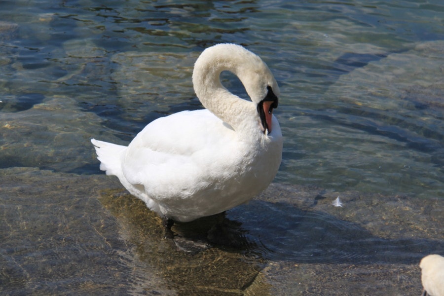 white swan in water preening itself