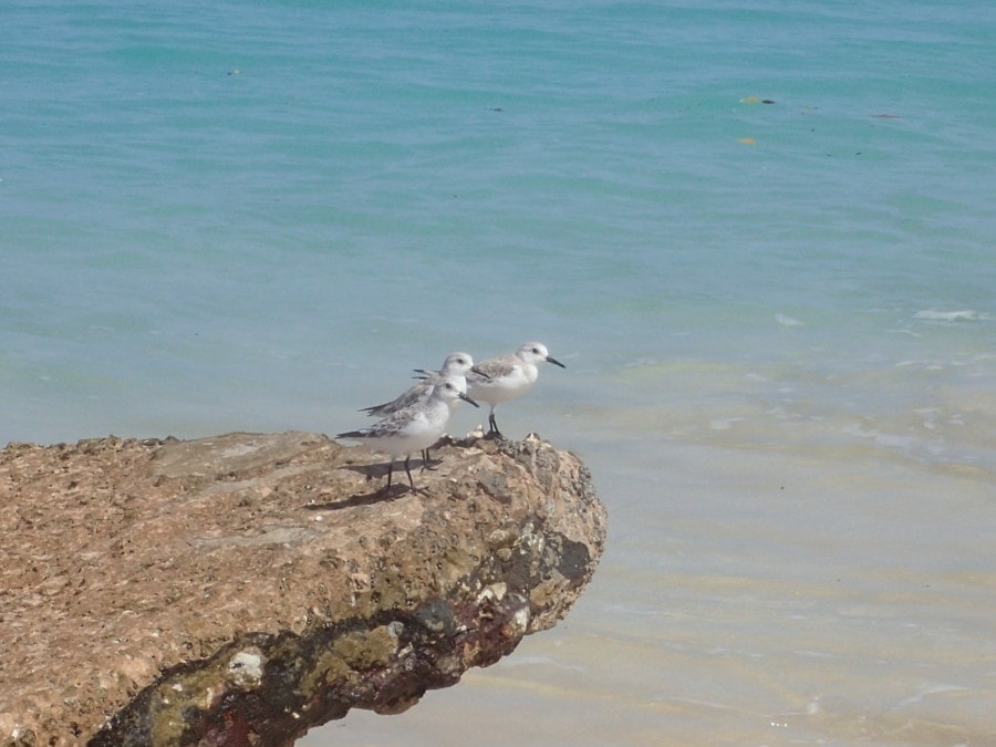 three white birds sitting on rock in blue caribbean sea shows great instagrammable location in Barbados