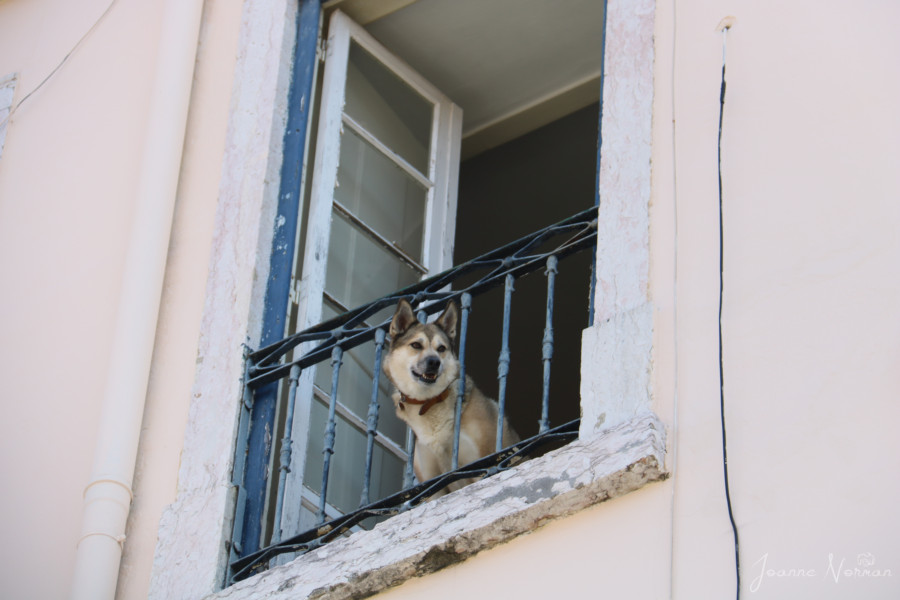 husky type dog looking through balcony rails in Alfama Lisbon