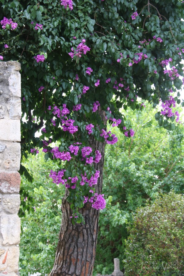 purple flowers on tree next to stone wall