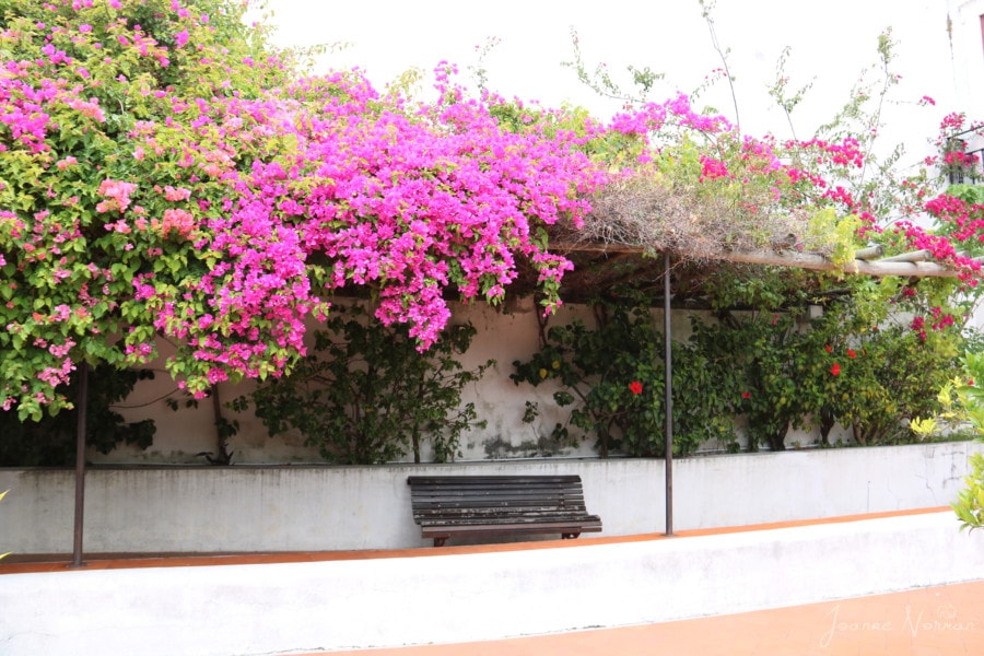 park bench in courtyard with pink flowering tree behind it