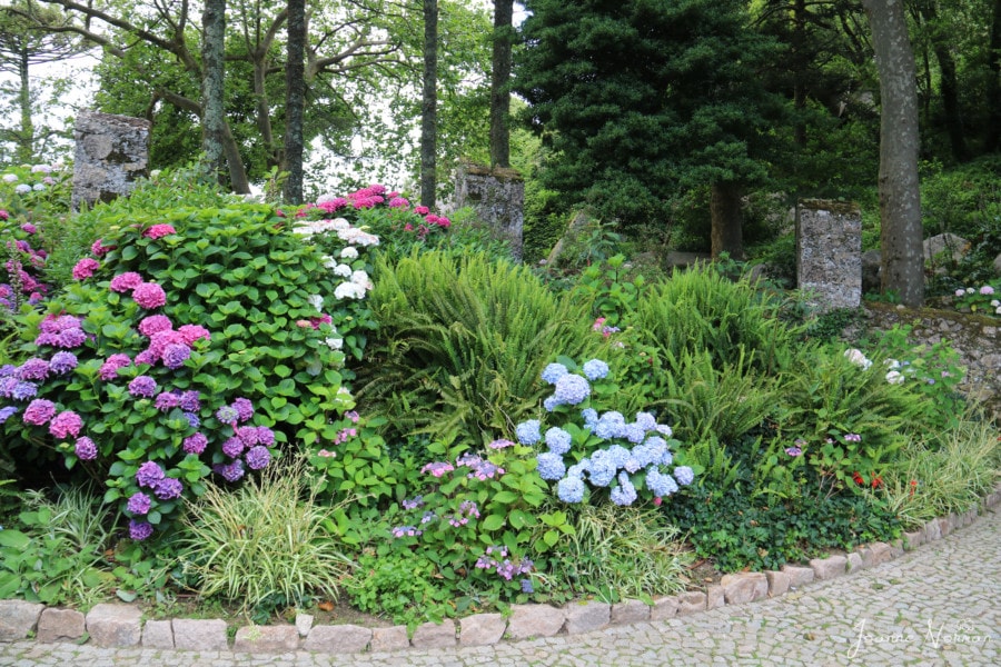 path with pink, blue and purple flowers on nearby bushes