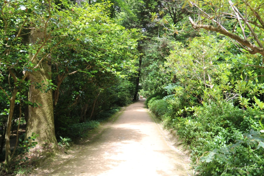 pathway with tall forest on each side