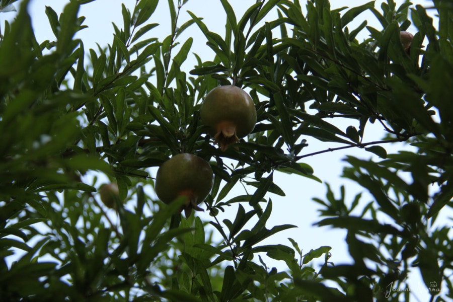 green pomegranates growing in a tree things to do in Granada