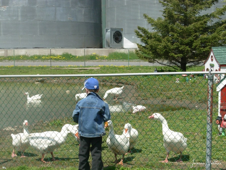 boy in jean jacket watching white geese in Ottawa summer