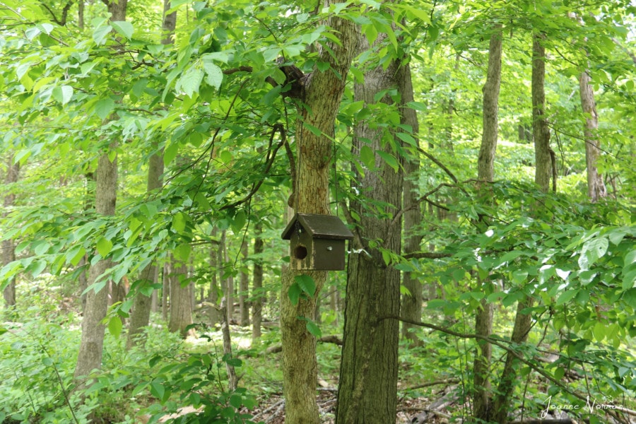 wooden bird house hanging in woods