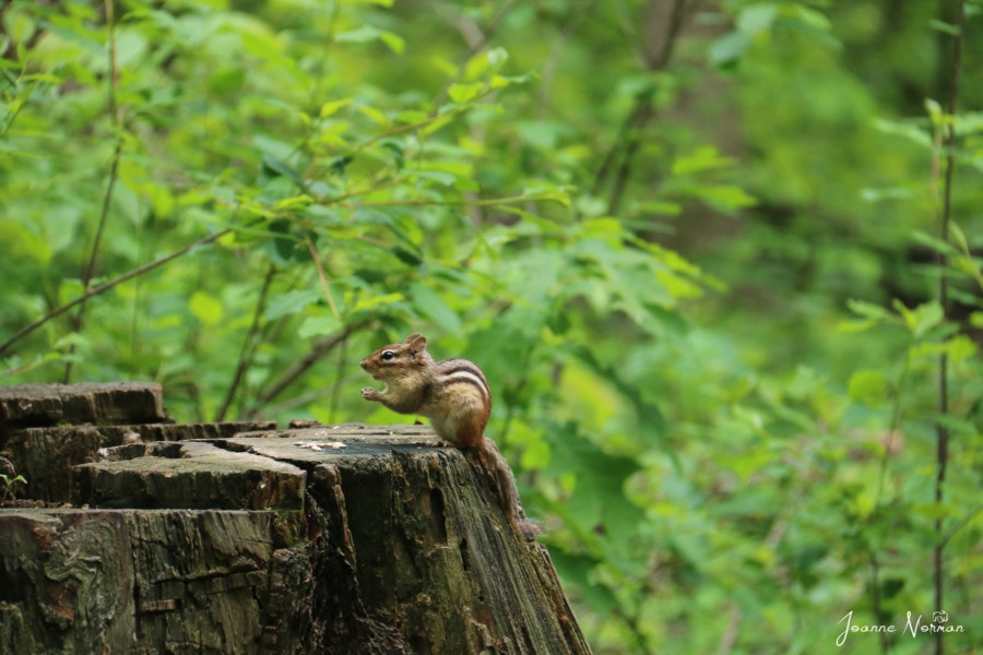 chipmunk on tree trunk great things to do in Ottawa with kids