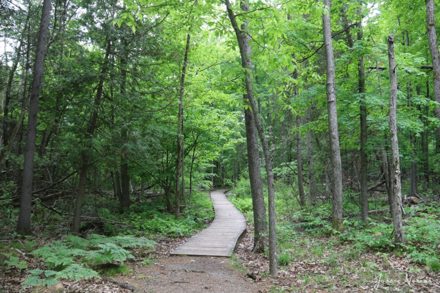 forest trail with boardwalk