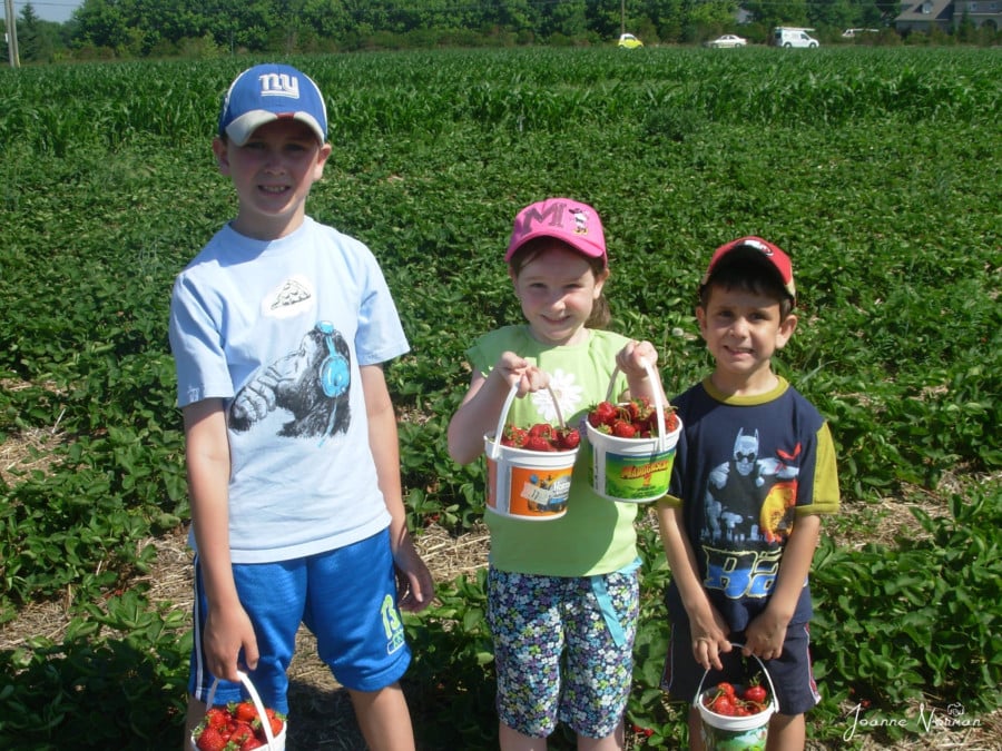 three kids in strawberry field during Ottawa summer