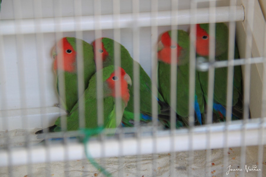 green and orange love birds in white cage