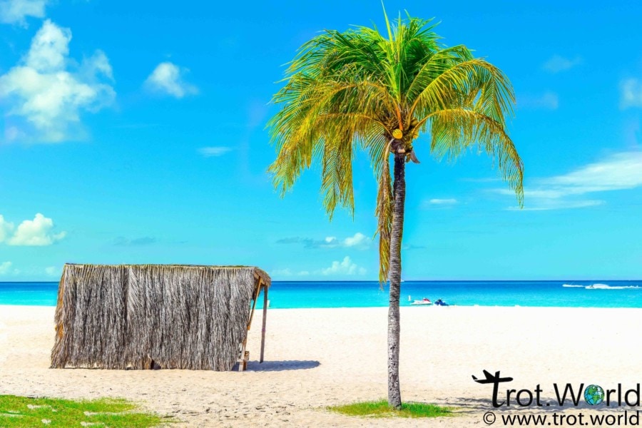 palm tree on beach with blue sea and sky