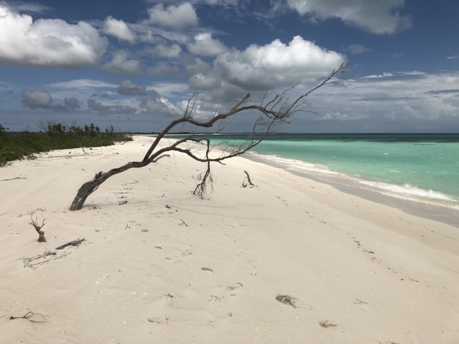 empty beach with lone crooked tree instagrammable caribbean barbuda